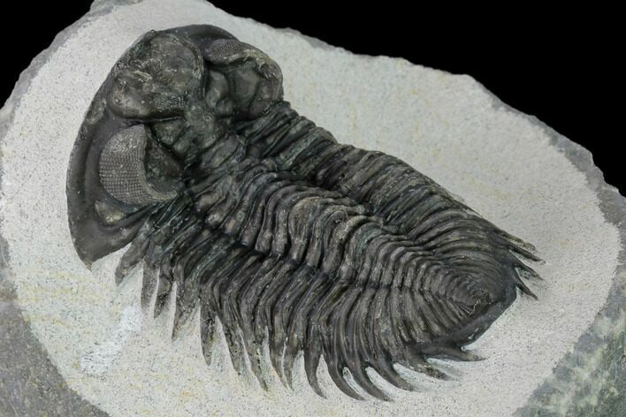 Coltraneia Trilobite Fossil - Huge Faceted Eyes #153976